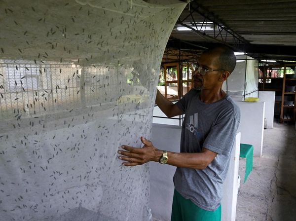 Lalat Jadi Sumber Harapan di Tengah Krisis Kuba