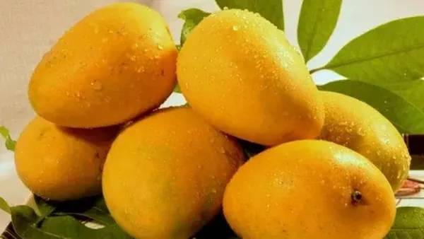 Gokil! 10 Mangga Termahal di Dunia Harganya Ada yang Rp 5,6 Juta/Kg