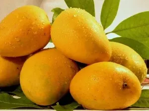 Gokil! 10 Mangga Termahal di Dunia Harganya Ada yang Rp 5,6 Juta/Kg Gokil! 10 Mangga Termahal di Dunia Harganya Ada yang Rp 5,6 Juta/Kg