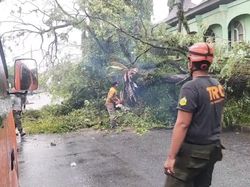 Banyak Pohon Tumbang di Padang karena Hujan dan Angin Kencang