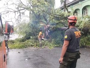 Banyak Pohon Tumbang di Padang karena Hujan dan Angin Kencang Banyak Pohon Tumbang di Padang karena Hujan dan Angin Kencang