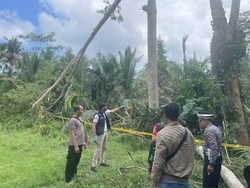 Kakek di Bangli Tewas Jatuh dari Pohon Setinggi 20 Meter