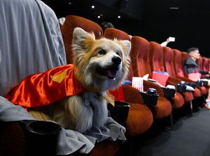 Anjing: Aku Mau Nonton Superman di Bioskop