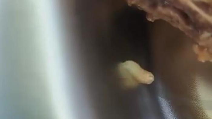 Belatung dalam nampan MBG untuk siswa di Tuban yang didapatkan belatung. Belatung dalam nampan MBG untuk siswa di Tuban yang didapatkan belatung.