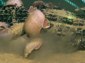 Ngeri, Spesies Cacing Zombie Bisa Melahap Buaya Utuh Ngeri, Spesies Cacing Zombie Bisa Melahap Buaya Utuh