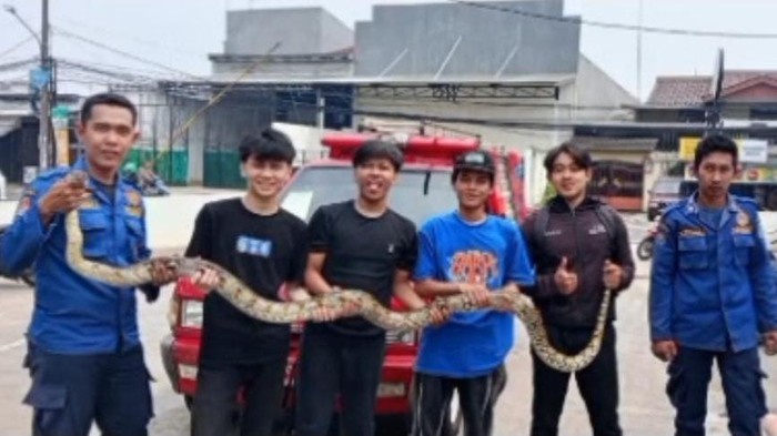 Damkar Tangsel evakuasi ular sanca 4 meter dari motor. (Dok. ist)