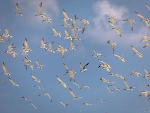 Kotoran Burung Laut Jadi Rahasia Kejayaan di Kerajaan Ini