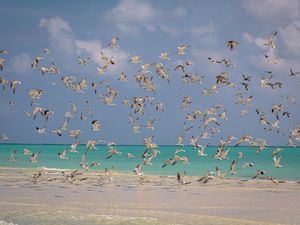 Langit Masalembu Dipenuhi Camar, Nelayan Siap Sambut Musim Ikan