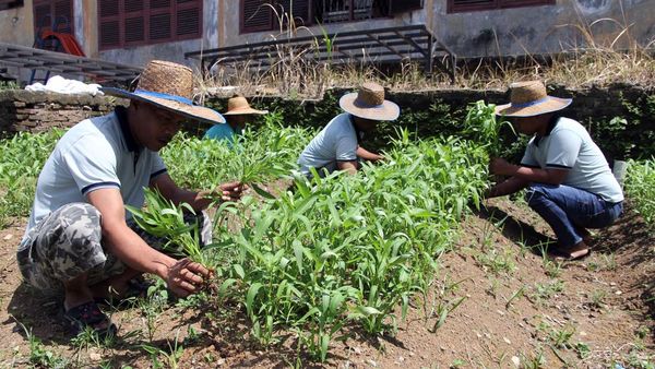 Pasien ODGJ di Medan Ikut Wujudkan Ketahanan Pangan Lewat Terapi Bertani