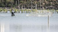 Pesisir Tambakrejo Disulap Jadi Ekowisata Mangrove, Warga Sambut Antusias