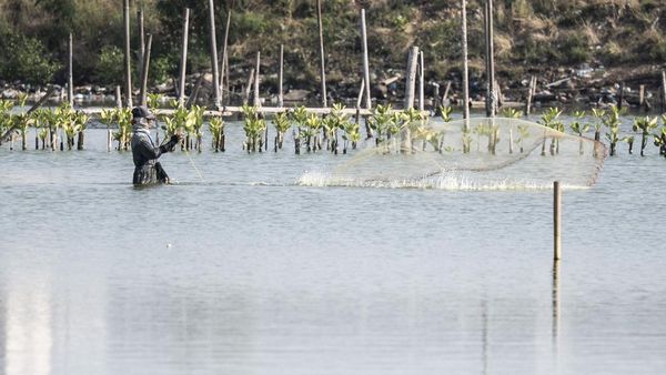 Pesisir Tambakrejo Disulap Jadi Ekowisata Mangrove, Warga Sambut Antusias