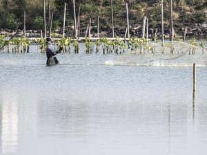 Pesisir Tambakrejo Disulap Jadi Ekowisata Mangrove, Warga Sambut Antusias Pesisir Tambakrejo Disulap Jadi Ekowisata Mangrove, Warga Sambut Antusias