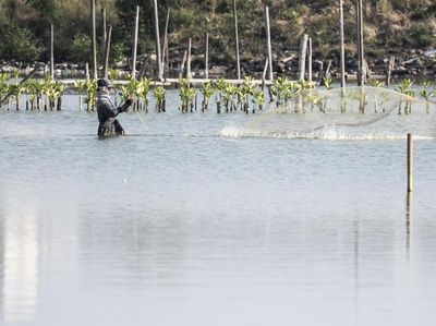 Pesisir Tambakrejo Disulap Jadi Ekowisata Mangrove, Warga Sambut Antusias