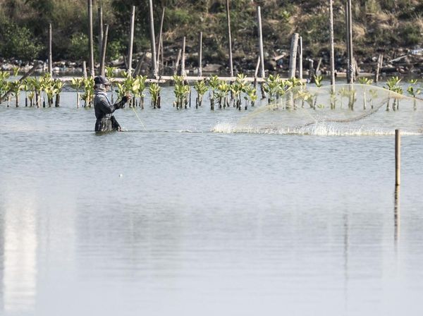 Pesisir Tambakrejo Disulap Jadi Ekowisata Mangrove, Warga Sambut Antusias