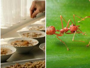 Restoran Michelin Kena Masalah usai Sajikan Makanan dengan Hiasan Semut Restoran Michelin Kena Masalah usai Sajikan Makanan dengan Hiasan Semut