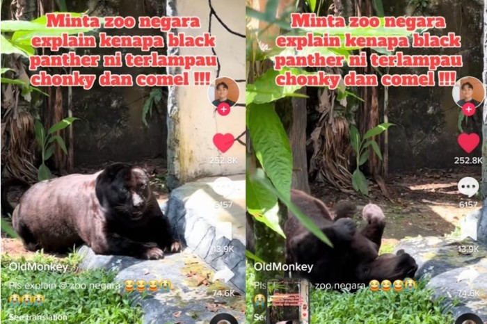 Viral macam kumbang hitam terlalu gemoy di Zoo Negara Malaysia