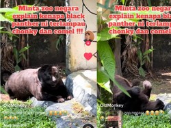 Black Panther Punya Kebun Binatang Malaysia Terlalu Gemoy, Jadi Viral