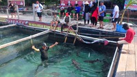 Wisata Seru Bareng Hiu Jinak di Karimunjawa