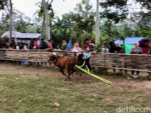 Aksi Seru Joki Cilik Karapan Sapi di Lumajang Aksi Seru Joki Cilik Karapan Sapi di Lumajang