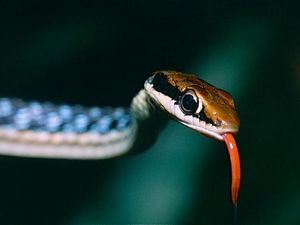 Benarkah Ular Tambang Ditakuti King Cobra? Cek Faktanya! Benarkah Ular Tambang Ditakuti King Cobra? Cek Faktanya!