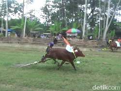 Melihat Aksi Seru dan Menantang Joki Cilik Karapan Sapi di Lumajang