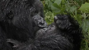 Tingkah Lucu Satwa Liar di Nikon Comedy Wildlife 2025, Bikin Ngakak!