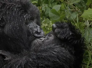 Tingkah Lucu Satwa Liar di Nikon Comedy Wildlife 2025, Bikin Ngakak! Tingkah Lucu Satwa Liar di Nikon Comedy Wildlife 2025, Bikin Ngakak!