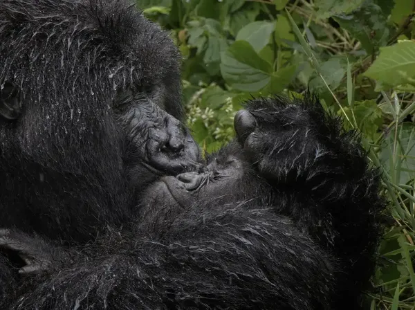 Tingkah Lucu Satwa Liar di Nikon Comedy Wildlife 2025, Bikin Ngakak!