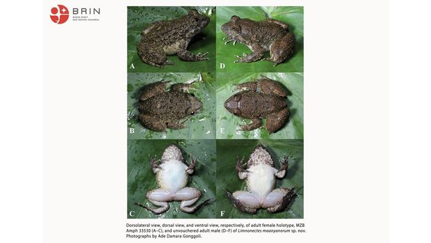 Tim peneliti gabungan berhasil mengidentifikasi dua spesies baru katak bertaring di di Pegunungan Meratus, Kalimantan.
