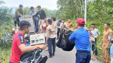 Aksi Heroik Polisi di Inhu Selamatkan Beruang Madu yang Terjerat Jebakan