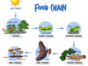 Rantai Makanan: Pengertian, Fungsi, Jenis, Contoh, dan Posisi Manusia Rantai Makanan: Pengertian, Fungsi, Jenis, Contoh, dan Posisi Manusia