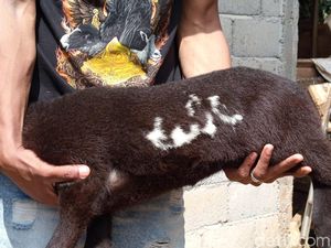 Fakta-fakta Domba Berlafaz Allah di Temanggung hingga Ditawar Rp 35 Juta Fakta-fakta Domba Berlafaz Allah di Temanggung hingga Ditawar Rp 35 Juta