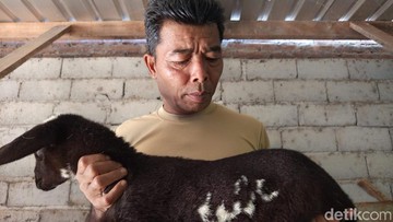 Viral Anak Kambing Berlafaz Allah di Temanggung, Ditawar Hingga Rp 20 Juta