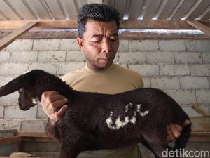 Viral Anak Kambing Berlafaz Allah di Temanggung, Ditawar hingga Rp 20 Juta Viral Anak Kambing Berlafaz Allah di Temanggung, Ditawar hingga Rp 20 Juta