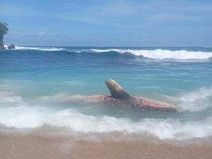 Viral Hiu Tutul 5 Meter Mati Terdampar di Pantai Pangi Blitar Viral Hiu Tutul 5 Meter Mati Terdampar di Pantai Pangi Blitar