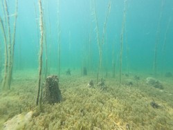 Bukti Kehidupan Danau Tertua Eropa di Albania