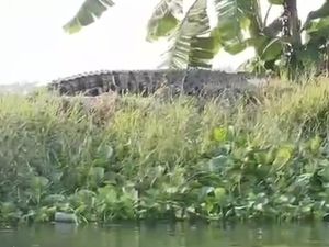 Lagi-lagi Buaya Besar Muncul di Sungai Kepetingan Sidoarjo Lagi-lagi Buaya Besar Muncul di Sungai Kepetingan Sidoarjo