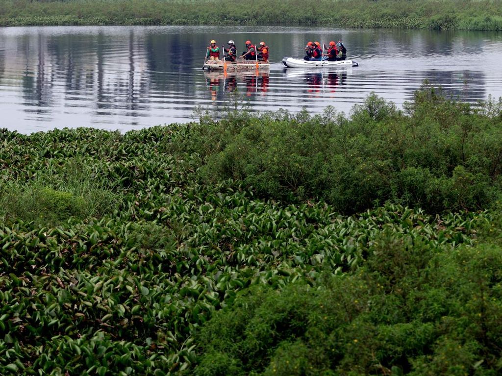 Eceng Gondok Kepung Situ Gunung Putri, Ancaman Banjir Makin Nyata Eceng Gondok Kepung Situ Gunung Putri, Ancaman Banjir Makin Nyata