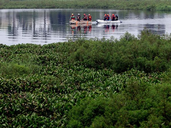 Eceng Gondok Kepung Situ Gunung Putri, Ancaman Banjir Makin Nyata