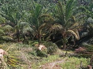 Satgas PKH Kembali Terima Lahan Sawit 415 Ha di TNTN, Langsung Ditumbang Satgas PKH Kembali Terima Lahan Sawit 415 Ha di TNTN, Langsung Ditumbang