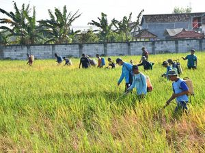 Pemkab Ponorogo Semprot Massal Lahan Sawah Cegah Serangan Wereng Meluas Pemkab Ponorogo Semprot Massal Lahan Sawah Cegah Serangan Wereng Meluas
