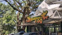 Bandung Zoo Tutup, Buka Lagi asal...
