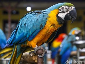 Suara Burung Gak Kena Royalti, Kalau... Suara Burung Gak Kena Royalti, Kalau...