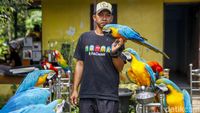 Dari Bengkel ke Langit: Kisah Albi dan Pasukan Parrotnya