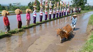 Jatiluwih Festival 2025: Rayakan Harmoni Budaya dan Alam di Bali