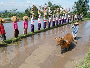 Jatiluwih Festival 2025: Rayakan Harmoni Budaya dan Alam di Bali Jatiluwih Festival 2025: Rayakan Harmoni Budaya dan Alam di Bali