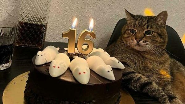 Foto-foto Kucing dari Lucu sampai Nyeleneh, Bikin Gemas!