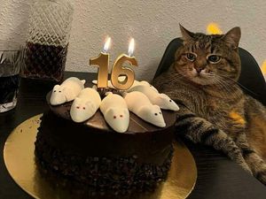Foto-foto Kucing dari Lucu sampai Nyeleneh, Bikin Gemas! Foto-foto Kucing dari Lucu sampai Nyeleneh, Bikin Gemas!