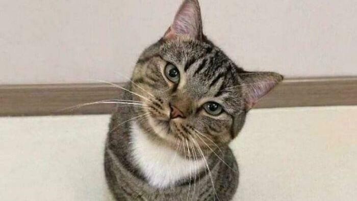 Rahasia Tersembunyi, Apa yang Sebenarnya Kucing Pikirkan Tentang Aroma Kita?