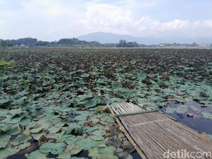 56 Hektare Tertutup Gulma, Situ Bagendit Dibersihkan Besar-besaran 56 Hektare Tertutup Gulma, Situ Bagendit Dibersihkan Besar-besaran